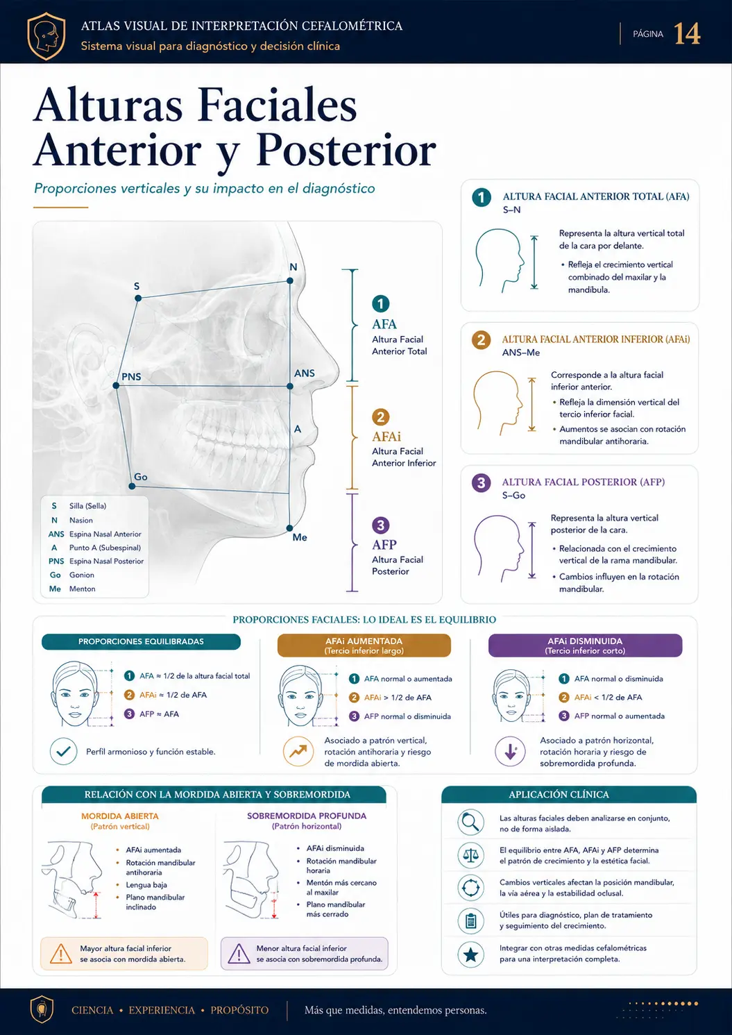Alturas Faciais Anterior e Posterior